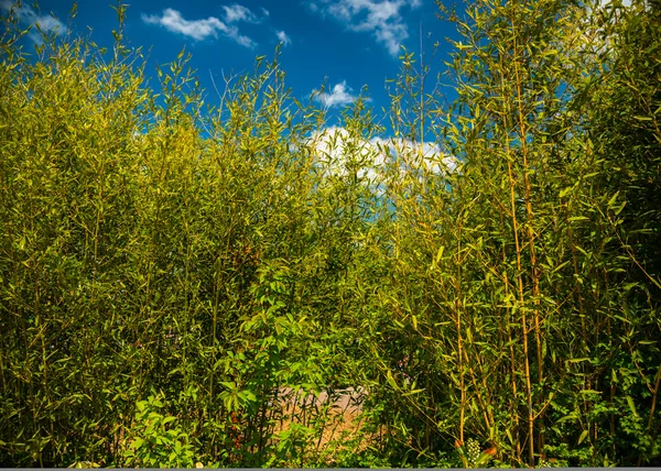 Arbustos verdes e céu azul — Fotografia de Stock