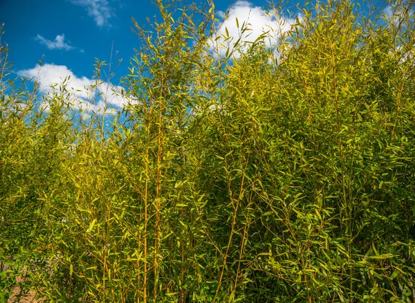 Grüne Büsche und blauer Himmel — Stockfoto