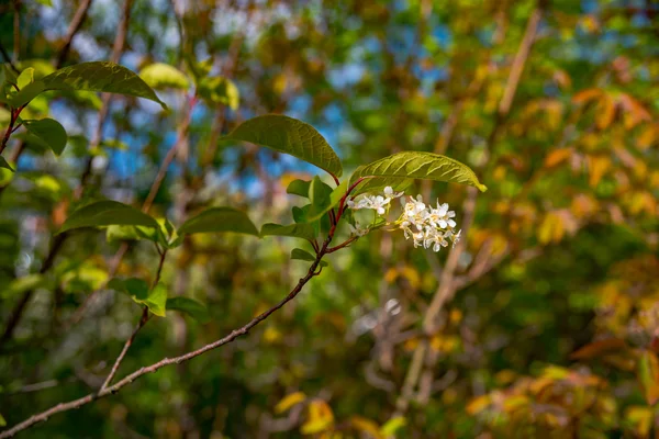 Blühender Baum über Naturhintergrund — Stockfoto