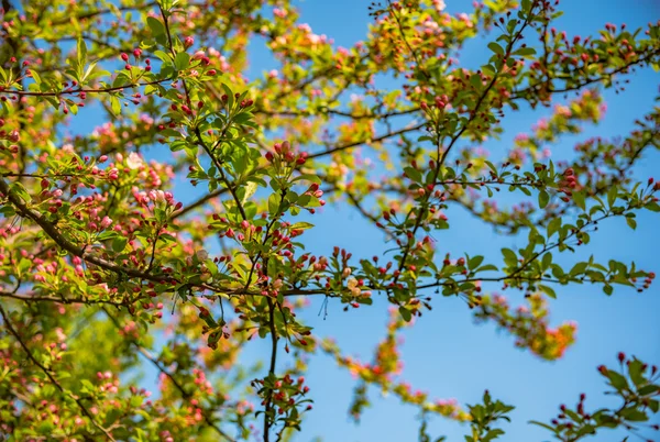 Macieira florescendo em tempo de primavera. — Fotografia de Stock