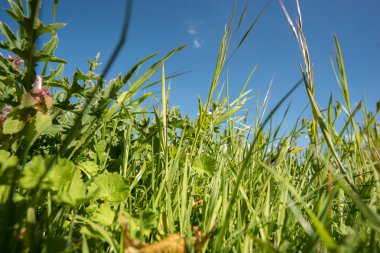 yeşil tarla ve mavi gökyüzü