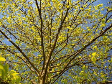 Taze yeşil yaprakları ve mavi gökyüzü ile ağaç bahar
