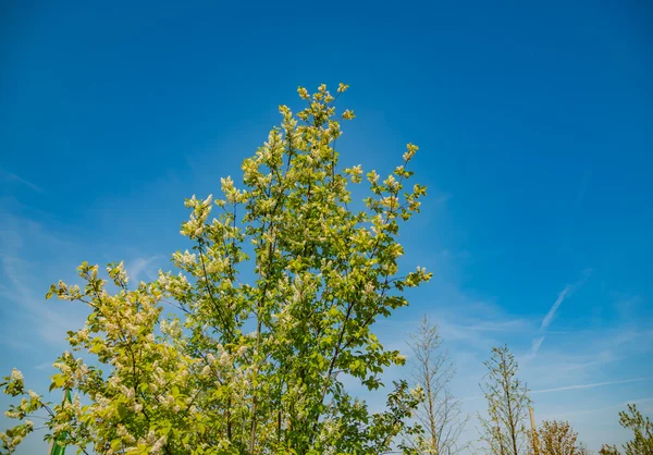 Árvore de primavera com folhas verdes frescas no dia ensolarado — Fotografia de Stock