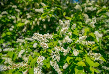 bulanık doğa arka plan üzerinde kiraz çiçekleri