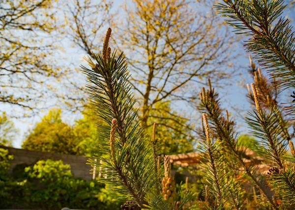 Green branches of pine with young cones — Stock Photo, Image