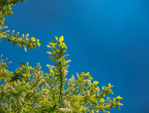 Ramos de macieira florescente na Alemanha — Fotografia de Stock