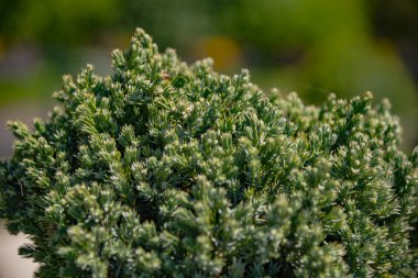 Küçük yeşil bitki yaprakları