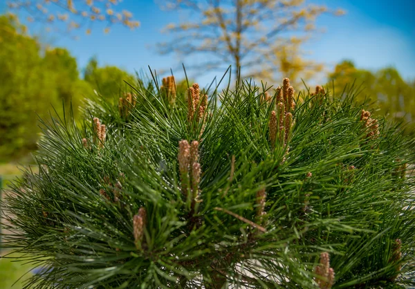 Köknar-İğne ağaç dalları kompozisyon