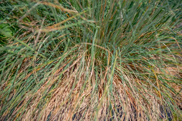 Primer plano sobre hierba verde fresca en Alemania — Foto de Stock