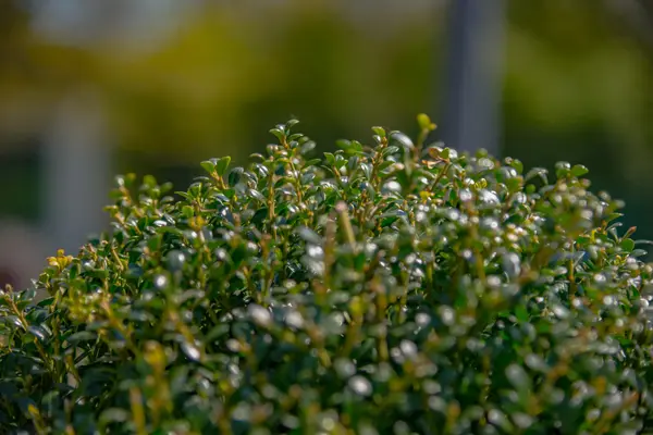 Pequena planta verde com folhas — Fotografia de Stock