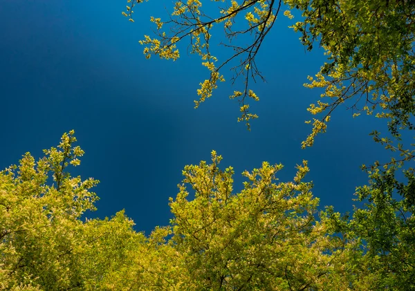 Folhas de árvore verde brilhando ao sol — Fotografia de Stock