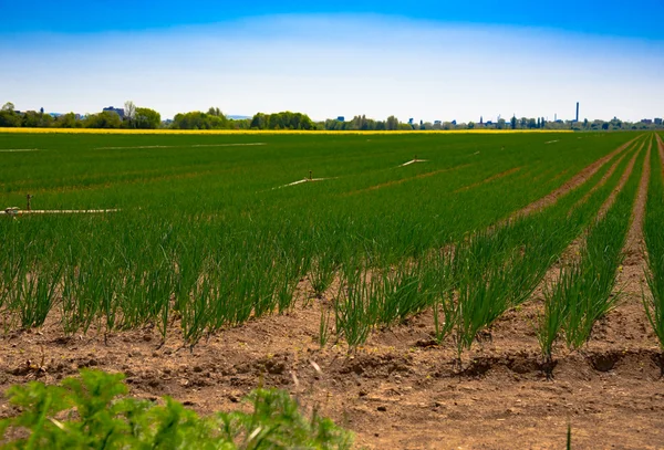 Agricultural field with onion — Stock Photo, Image