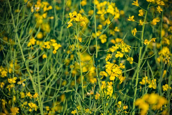 Rapsfrö fält, blommande raps blommor närbild — Stockfoto