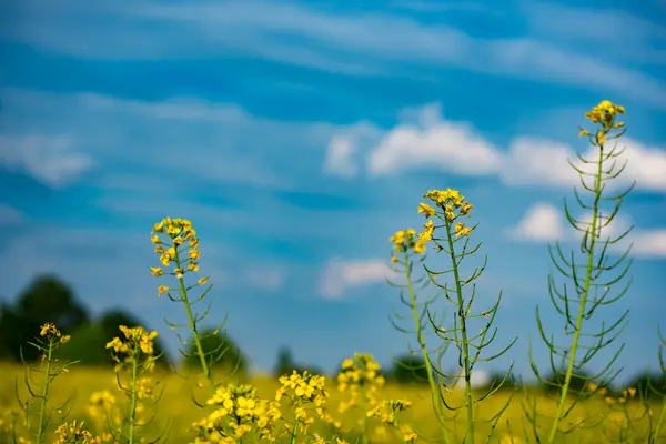 Fantastiskt raps fält, blommig rapsolja blommor närbild — Stockfoto