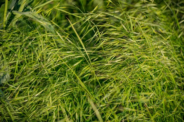 Magische gras en dauw abstracte achtergrond — Stockfoto