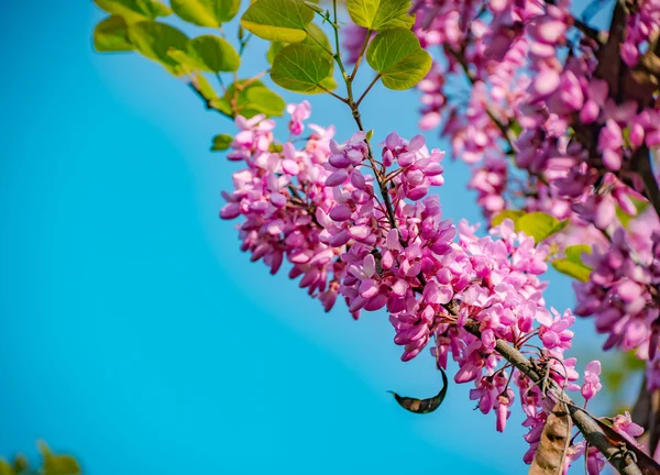 Mavi gökyüzüne karşı Pembe Kiraz Çiçekleri