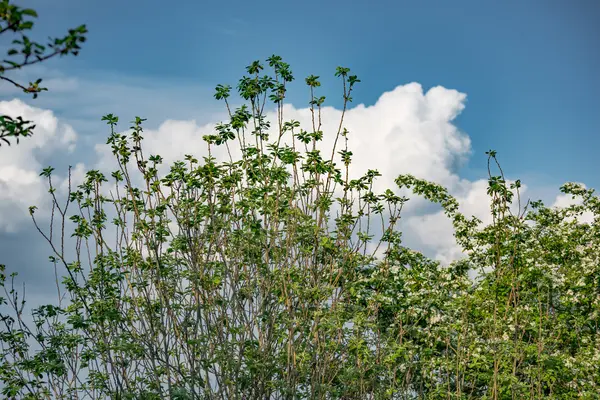 Taze yeşil yaprakları ile ağaç bahar