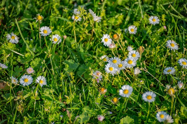 Lente weide met bloemen in Duitsland — Stockfoto