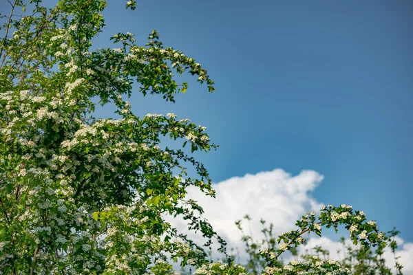 Zelené listy svítilo slunce — Stock fotografie