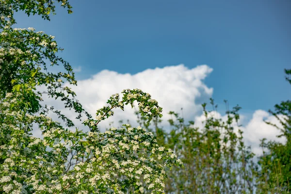 Zelené listy svítilo slunce — Stock fotografie