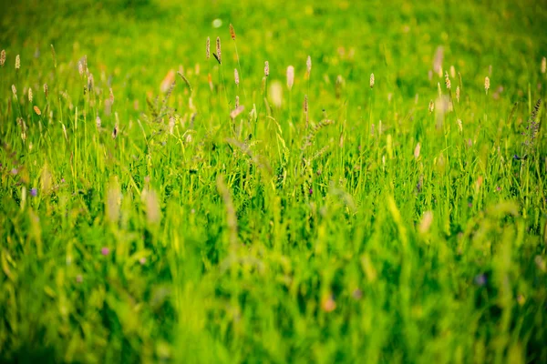 ドイツの緑の草原 — ストック写真