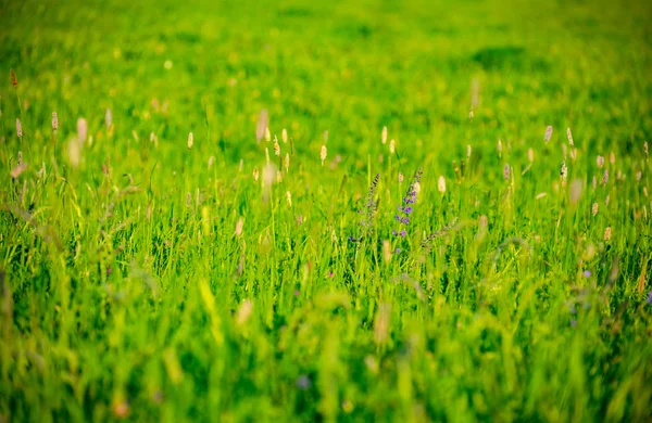 Prado Verde da Alemanha — Fotografia de Stock