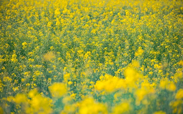 Kwitnący rzepak w żółtym polu — Zdjęcie stockowe