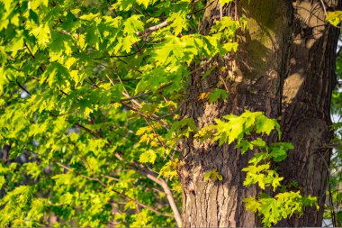 Yeşil Orman ağaçları arka planlar