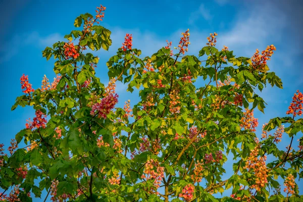 Fruit boom bloesems. Lente begin achtergrond. — Stockfoto