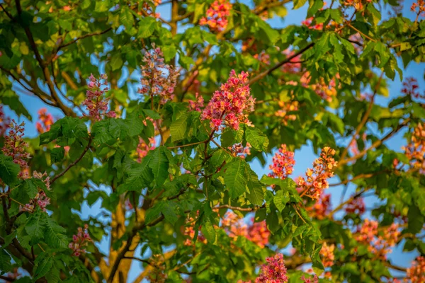 Fruit tree blossoms. Spring beginning background. — Stock Photo, Image