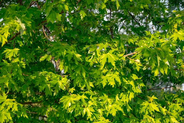 Floresta verde árvores fundos — Fotografia de Stock