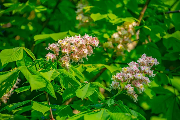 Doğanın arka planında çiçek ağacı