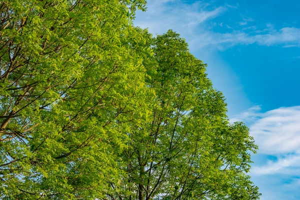 Belas árvores no fundo do céu — Fotografia de Stock