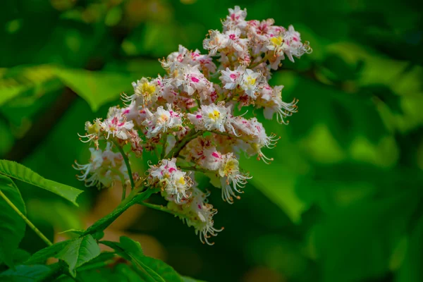 Bloemen van de boom bloeit op de lente — Stockfoto