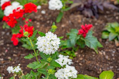 güzel flowersin alanı