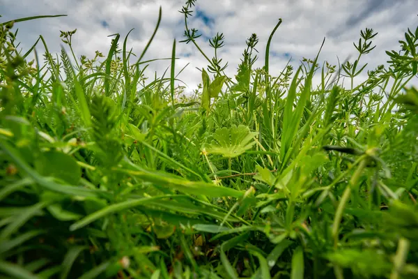 Campo de hierba de verano y cielo nublado — Foto de Stock