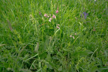 arka planı yeşil çimen