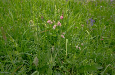 arka planı yeşil çimen