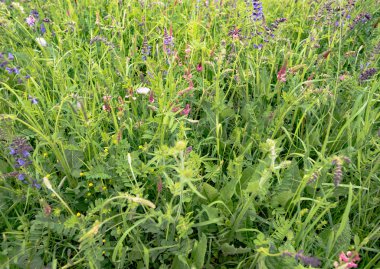 arka planı yeşil çimen