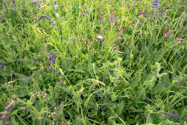 arka planı yeşil çimen