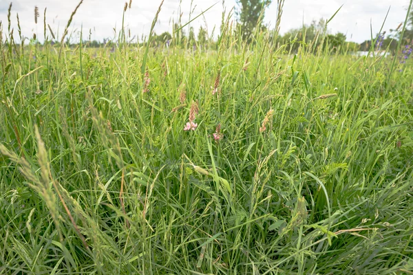 Hintergrund eines grünen Grases — Stockfoto