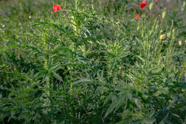 Mohn auf der grünen Wiese — Stockfoto