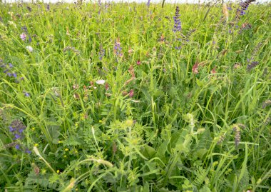 Yaz çim sahası ile fantastik çiçekler