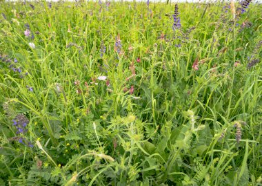 Yaz çim sahası ile fantastik çiçekler