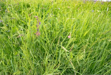 Yaz çim sahası ile fantastik çiçekler