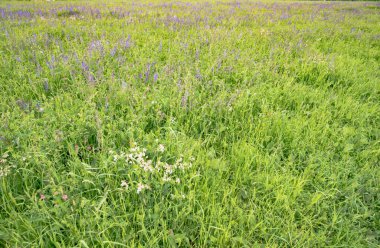 Yaz çim sahası ile fantastik çiçekler