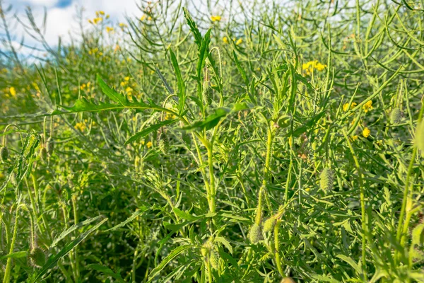 Outdoor-Foto mit selektivem Fokus auf Gras — Stockfoto