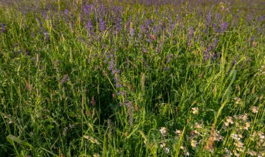 Almanya yaz kır çiçekleri