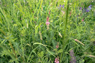 güzel çiçekler ile erken yaz çayır
