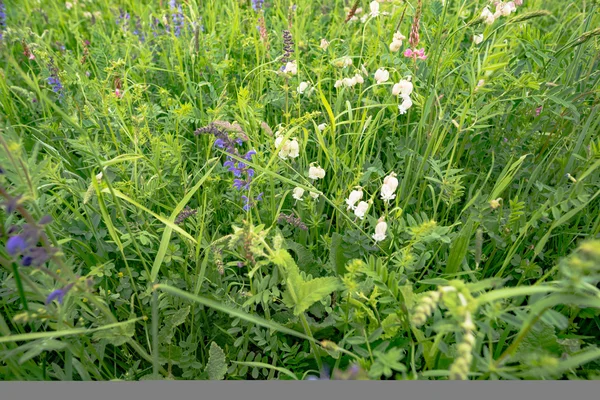 güzel çiçekler ile erken yaz çayır